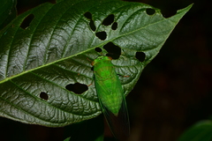 Chremistica ochracea