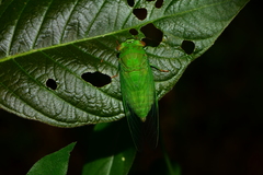 Chremistica ochracea