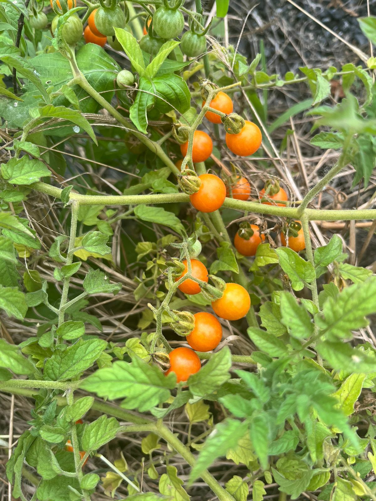 Imagem de Tomate cereja