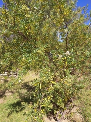 Escallonia resinosa