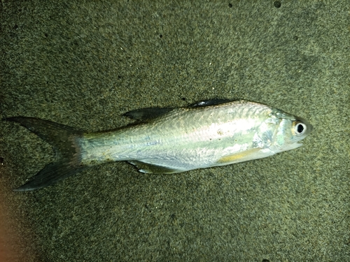 Blue bobo (Polydactylus approximans) — Polynemidae — 3