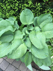 Hosta ventricosa