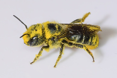 Osmia georgica