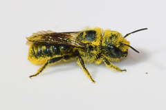 Osmia georgica