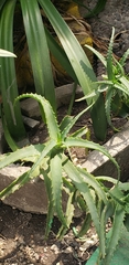 Aloe