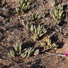 Lampranthus reptans
