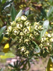 Escallonia resinosa