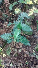 Weinmannia tomentosa