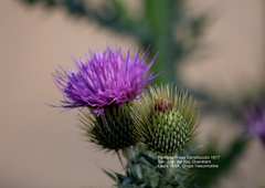 Cirsium rhaphilepis