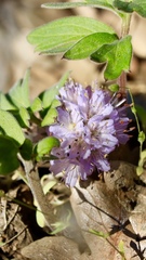 Hydrophyllum alpestre