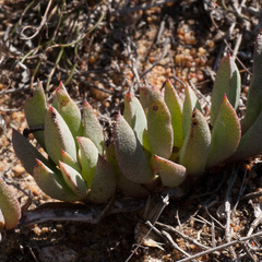 Lampranthus reptans