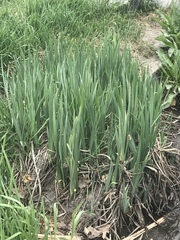 Iris missouriensis