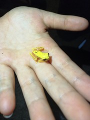 Dendropsophus rhodopeplus
