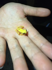 Dendropsophus rhodopeplus