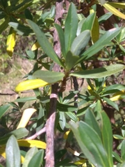 Escallonia resinosa