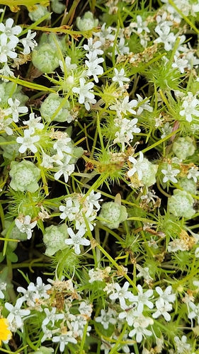 Image of Navarretia leucocephala by (c) D Defreese, some rights reserved (CC BY)