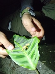 Dendropsophus rhodopeplus