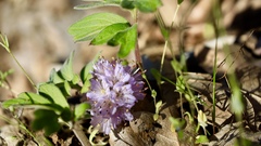 Hydrophyllum alpestre