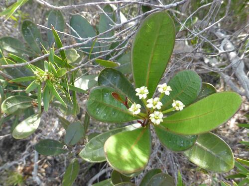 Baloghia drimiflora observed 2024-04-25