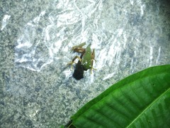 Agalychnis hulli