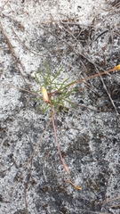 Oxalis polyphylla pentaphylla