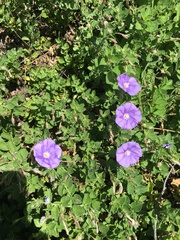 Convolvulus sabatius