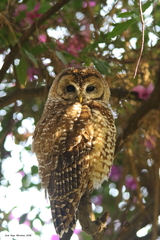 Strix occidentalis lucida
