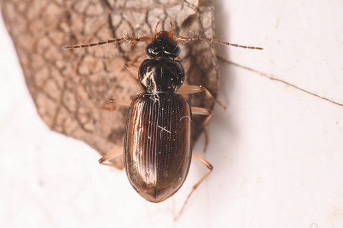 Loricera foveata photo 3