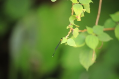 Prodasineura croconota