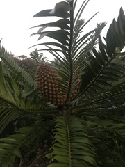 Encephalartos altensteinii