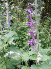 Scutellaria columnae