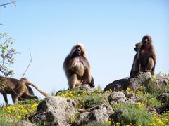 Theropithecus gelada