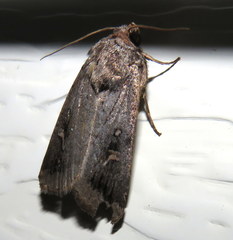 Proteuxoa restituta
