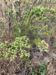 Eriogonum fasciculatum fasciculatum