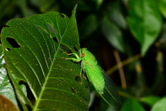 Chremistica ochracea