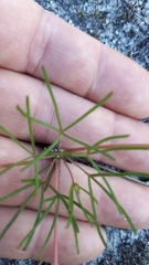 Oxalis polyphylla pentaphylla