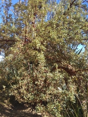 Polylepis besseri