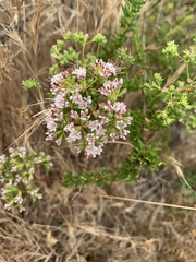Eriogonum fasciculatum fasciculatum