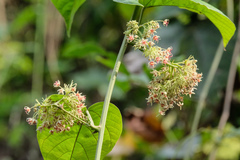 Byttneria grandifolia