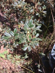 Polylepis besseri