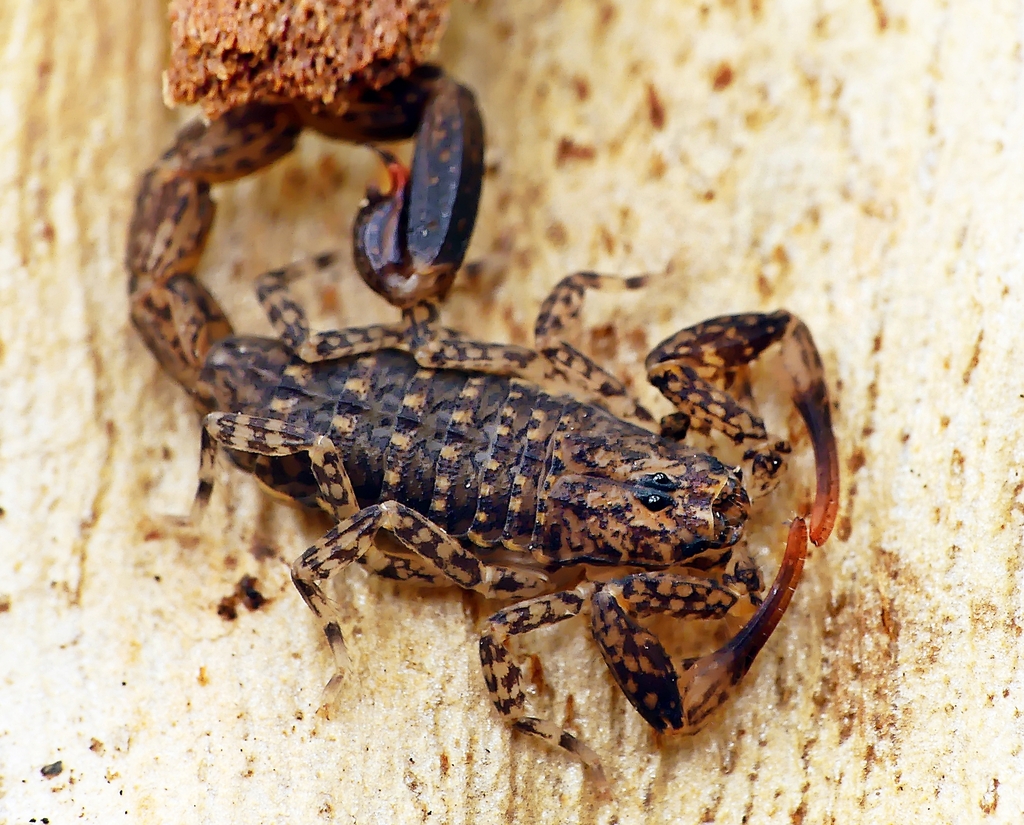 Neoscorpionina