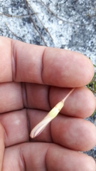 Oxalis polyphylla pentaphylla