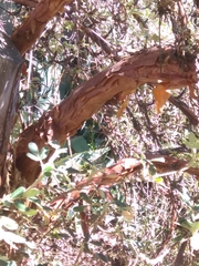 Polylepis besseri
