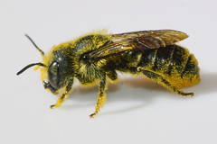 Osmia georgica