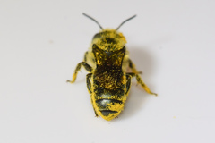 Osmia georgica