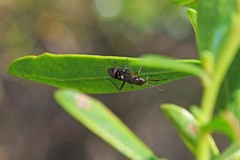 Teleorhinus