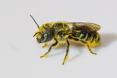 Osmia georgica