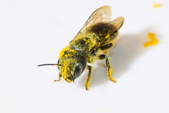 Osmia georgica