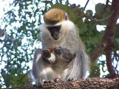 Chlorocebus aethiops