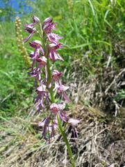 Orchis × spuria